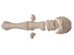 E.I.P.P. - Knochensatz Pferdefuß aus Kunststoff 3D-Druck
