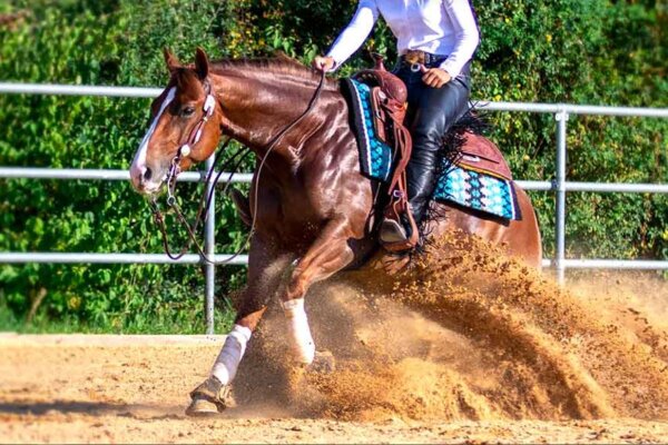TTE® System - Reining Platz