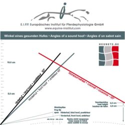 Analyse et conseil de sabot